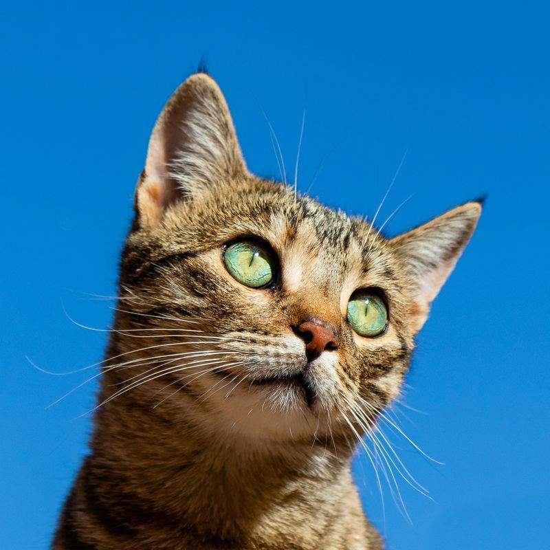 初めてのキャットタワー選びで大切にしたい3つのポイント