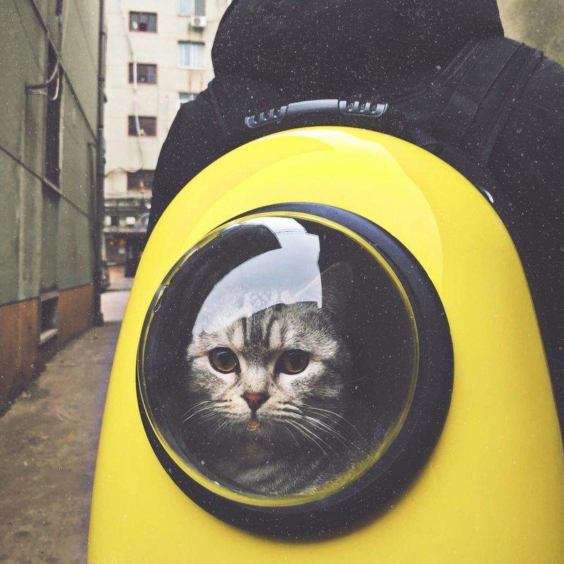 ねこ暮らしサポート株式会社 1