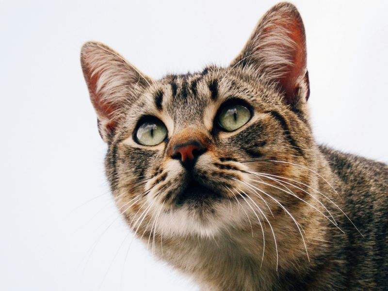 ねこ暮らしサポート株式会社 10