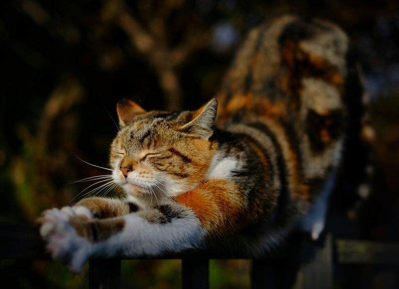 ねこ暮らしサポート株式会社 15