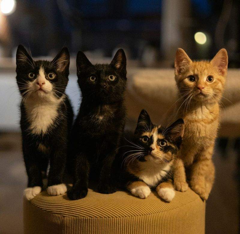 ねこ暮らしサポート株式会社 4