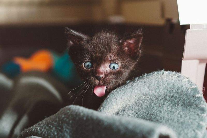 ねこ暮らしサポート株式会社 5