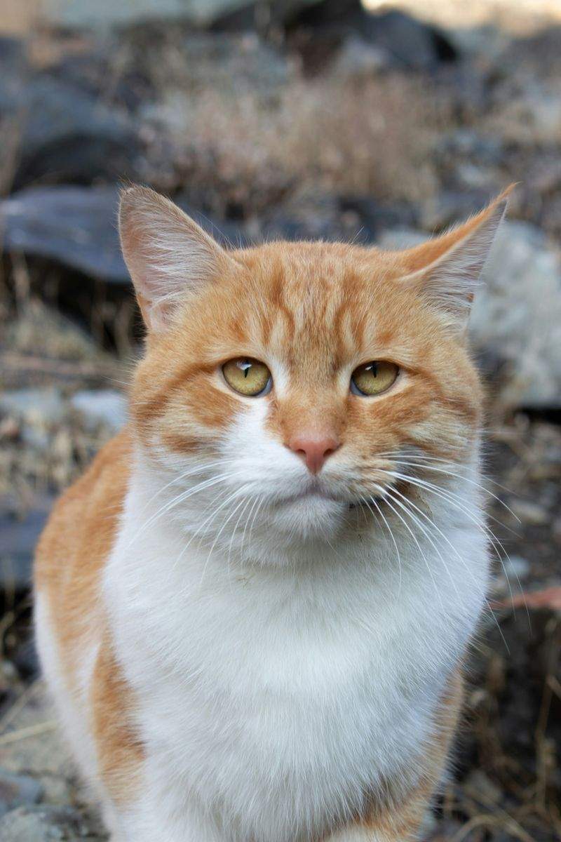 猫の一時預かり