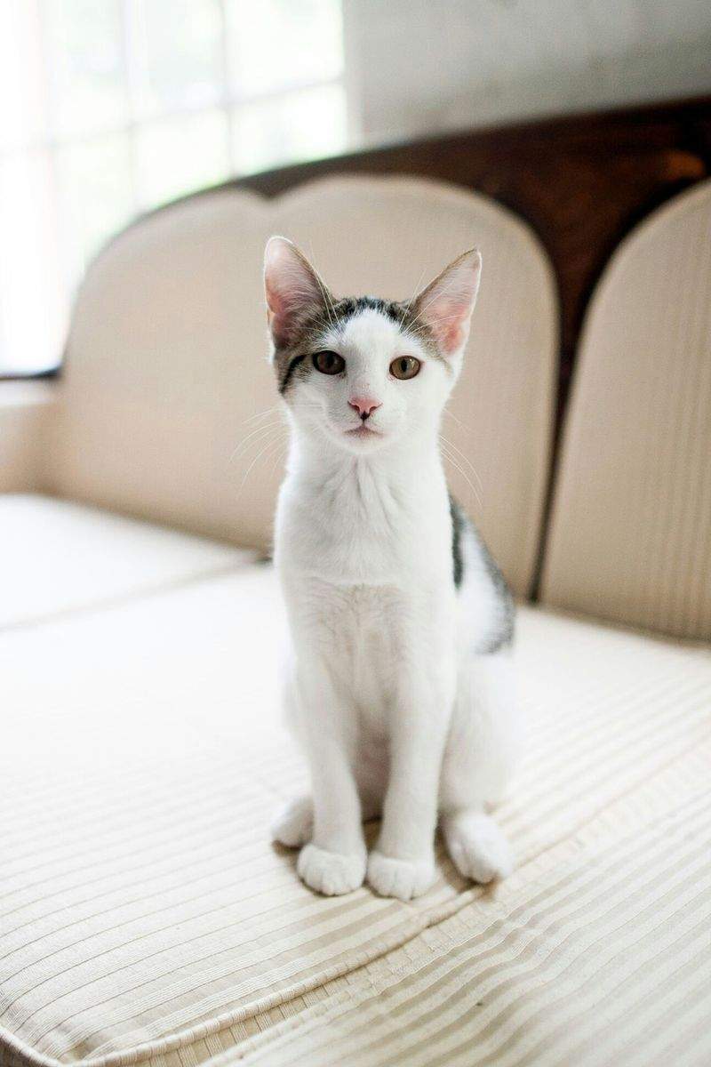 高齢猫向けケア相談